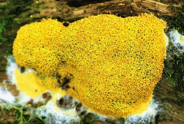 Tổng[-]hợp[-]những[-]khám[-]phá[-]"điên[-]rồ"[-]nhất[-]năm[-]2012[-]2